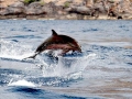 Fraser's Dolphin