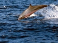 Fraser's Dolphin
