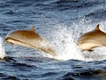 Fraser's Dolphin