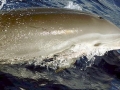 Fraser's Dolphin