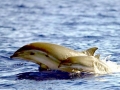 Fraser's Dolphin