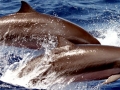Fraser's Dolphin