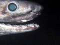 Frilled Shark