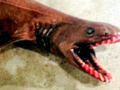 Frilled Shark