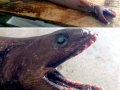 Frilled Shark