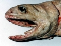 Frilled Shark
