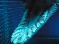 Frilled Shark
