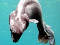 Frilled Shark