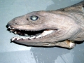 Frilled Shark