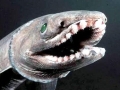 Frilled Shark