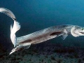 Frilled Shark