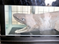 Frilled Shark