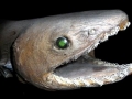Frilled Shark