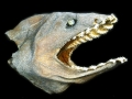 Frilled Shark