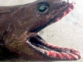 Frilled Shark