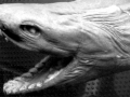 Frilled Shark
