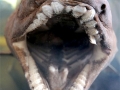 Frilled Shark
