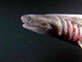 Frilled Shark