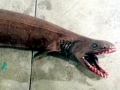 Frilled Shark