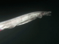 Frilled Shark