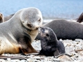 Galápagos Fur Seal