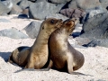 Galápagos Fur Seal