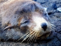 Galápagos Fur Seal
