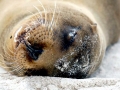 Galápagos Fur Seal