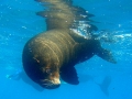 Galápagos Fur Seal