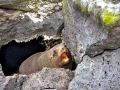 Galápagos Fur Seal