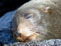 Galápagos Fur Seal