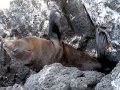 Galápagos Fur Seal