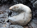 Galápagos Fur Seal