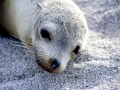 Galápagos Fur Seal