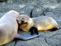 Galápagos Fur Seal