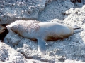 Galápagos Fur Seal
