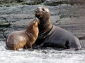 Galápagos Fur Seal