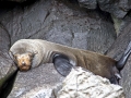 Galápagos Fur Seal