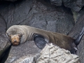 Galápagos Fur Seal