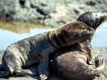 Galápagos Fur Seal