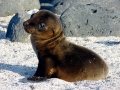 Galápagos Fur Seal