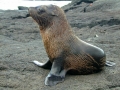 Galápagos Fur Seal