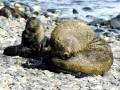 Galápagos Fur Seal