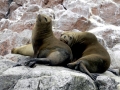 Galápagos Fur Seal