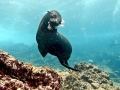 Galápagos Fur Seal