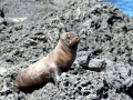 Galápagos Fur Seal