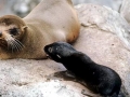 Galápagos Fur Seal