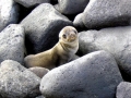 Galápagos Fur Seal