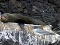 Galápagos Fur Seal
