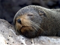 Galápagos Fur Seal